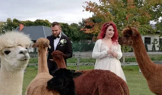 Sesje fotograficzne z alpakami
